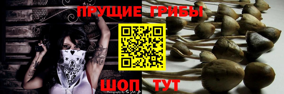 Шадринск  Псилоцибиновые грибы Cubensis  Вход с VPN 